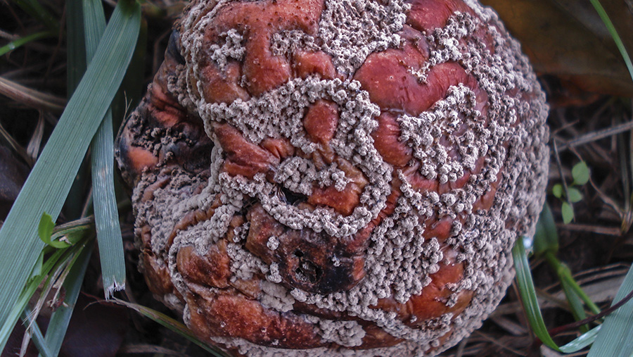 Apfel_Schimmel