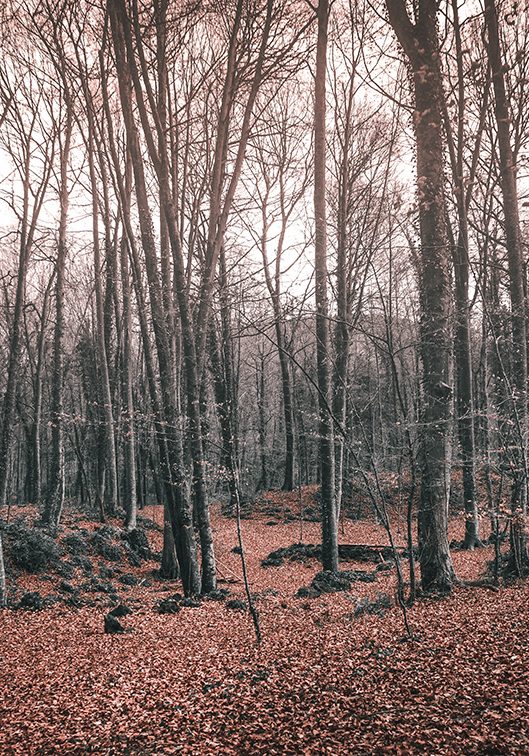tall-bare-trees-forest-autumn-sunlight-great-spooky-concepts